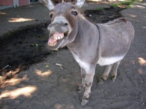 donkey20oatie20image1