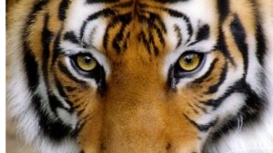 tiger eyes wife